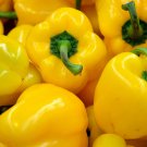 Jammas5 100 CANARY BELL PEPPER Sweet Yellow Capsicum Annuum Vegetable Seeds *Combined SH