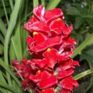 Jammas5 250 RUBY RED SNAPDRAGON Antirrhinum Majus Flower Seeds + Gift & Comb S/H