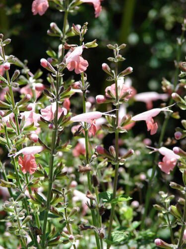 Jammas5 30 CORAL NYMPH SALVIA Coccinea Hummingbird Sage Flower Seeds *Combined Shipping