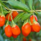 Jammas5 100 OUT OF POD Himalayan Tibetian GOJI BERRY Seeds - Wolfberry Shrub Bush Fruit