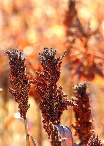Jammas5 50 M81E SORGHUM Light Amber Syrup Bicolor Vegetable Grain Seeds *Combined Shipng