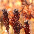 Jammas5 50 M81E SORGHUM Light Amber Syrup Bicolor Vegetable Grain Seeds *Combined Shipng