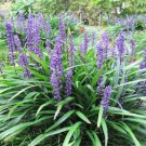 Jammas5 5 LILYTURF Liriope Muscari aka Big Blue Lily Turf / Monkey Grass Flower Seeds