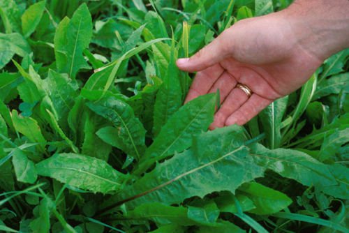Jammas5 800 EMERALD CATALOGNA ENDIVE Italian Chicory Cichorium Endivia Seeds + Free Gift