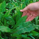 Jammas5 800 EMERALD CATALOGNA ENDIVE Italian Chicory Cichorium Endivia Seeds + Free Gift