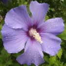 Jammas5 50 BLUE BIRD ROSE OF SHARON HIBISCUS Syriacus Flower Tree Bush Seeds *Comb S/H