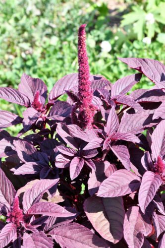 Jammas5 500 MIDNIGHT RED AMARANTHUS Cruentus Amaranth Flower Leaf Vegetable Seeds + Gift