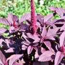 Jammas5 500 MIDNIGHT RED AMARANTHUS Cruentus Amaranth Flower Leaf Vegetable Seeds + Gift