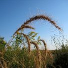 Jammas5 500 CANADIAN RYE Elymus Canadensis Grain Grazing Grass Ground Cover Seeds + Gift