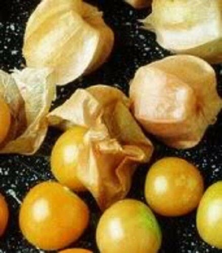 Jammas5 200 Organic GROUND CHERRY Physalis Pruinosa Golden Strawberry Vegetable Seeds