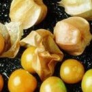 Jammas5 200 Organic GROUND CHERRY Physalis Pruinosa Golden Strawberry Vegetable Seeds