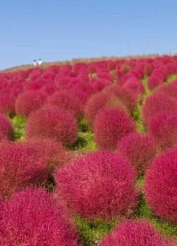 Jammas5 100 KOCHIA Scoparia / Burning Bush / Mexican Fireweed Shrub Seeds *Comb S/H