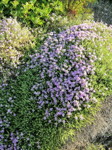 Jammas5 20 MEDITERRANEAN THYME Spiked Thymbra Spicata Savory Herb Za&acirc;��atar Flower Seeds