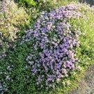 Jammas5 20 MEDITERRANEAN THYME Spiked Thymbra Spicata Savory Herb Za’atar Flower Seeds