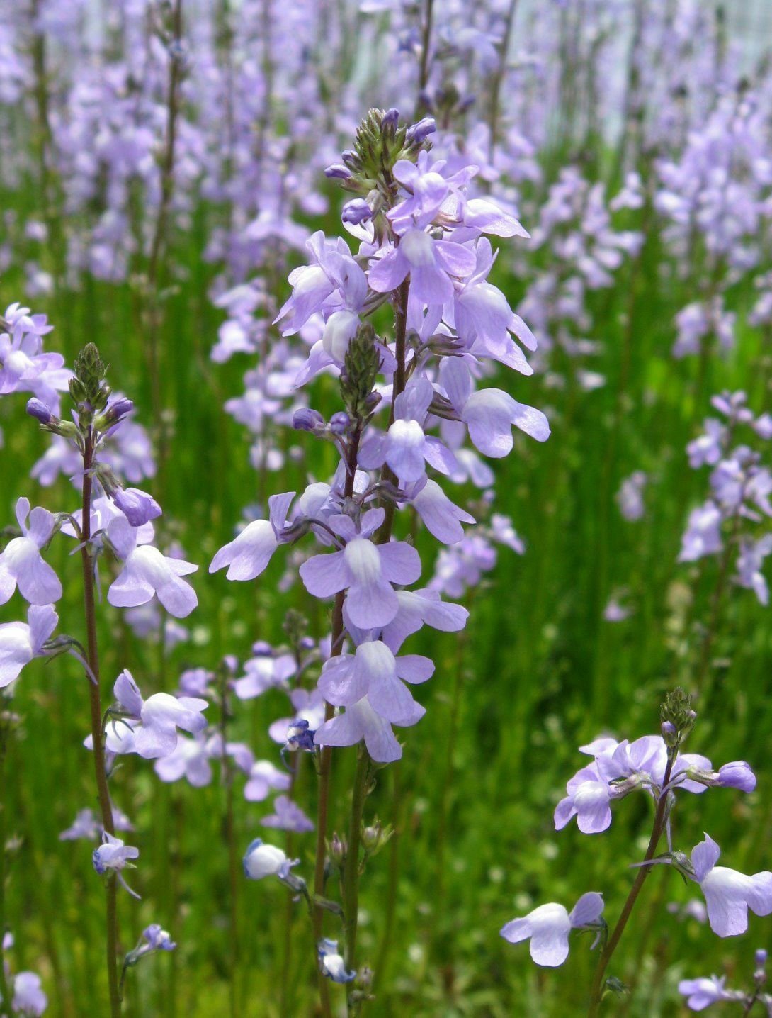 Jammas5 100 BLUE TOADFLAX Linaria Canadensis Antirrhinum Canadian Flower Seeds *Comb S/H