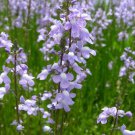 Jammas5 100 BLUE TOADFLAX Linaria Canadensis Antirrhinum Canadian Flower Seeds *Comb S/H