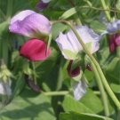 Jammas5 50 AUSTRIAN WINTER PEA Caley Flower Pisum Sativum Ground Cover Crop Legume Seeds