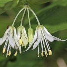 Jammas5 10 HOOKERS FAIRYBELLS Drops of Gold Prosartes Disporum Hookeri Flower Seeds