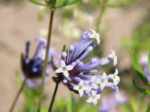 Jammas5 20 BLUE SURPRISE WOODRUFF ASPERULA Orientalis Azura Herb Flower Seeds *Comb S/H