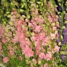 Jammas5 100 SUBLIME DARK PINK LARKSPUR Consolida Ambigua Delphinium Flower Seeds + Gift