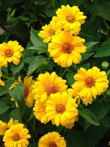 Jammas5 50 SUMMER SUN SUNDROPS Yellow Heliopsis Scabra False Sunflower Flower Seeds