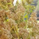 Jammas5 50 Organic MINT VANILLA QUINOA Green & White Chenopodium Vegetable Grain Seeds