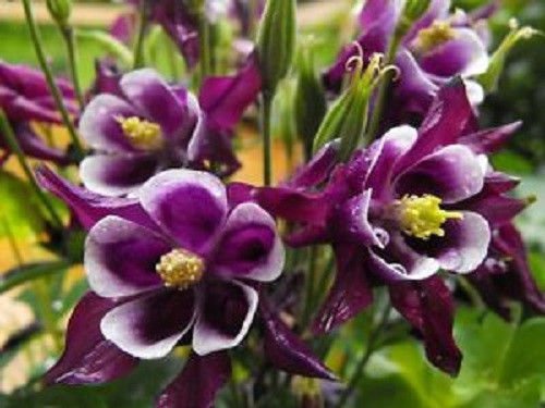 Jammas5 100 DWARF COLUMBINE Aquilegia Mixed Colors Flower Seeds + Gift & Comb S/H