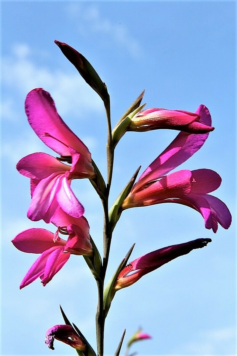 Jammas5 10 ITALIAN GLADIOLUS Italicus Sword Lily Purple Pink Flower Seeds *Flat Shipping