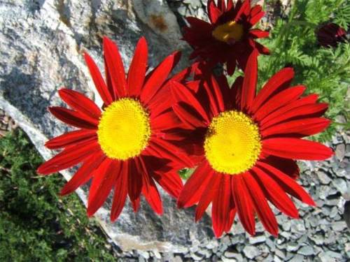 Jammas5 100 RED ROBINSONS DAISY Painted Chrysanthemum Coccineum Pyrethrum Flower Seeds