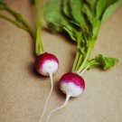 Jammas5 500 SPARKLER WHITE TIP RADISH Sweet European Red Raphanus Sativus Vegetable Seed