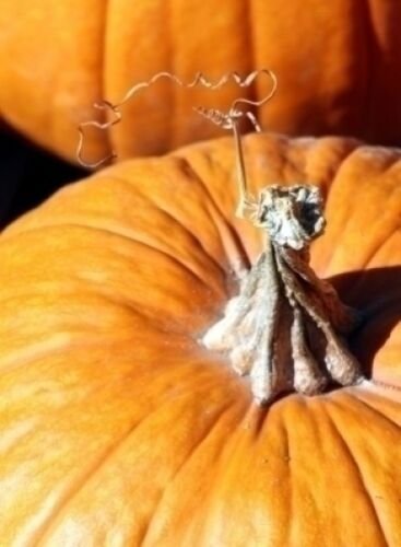 Jammas5 25 MAMMOTH GOLD PUMPKIN Cucurbita Maxima Carving Pie Vegetable Seeds *Comb S/H
