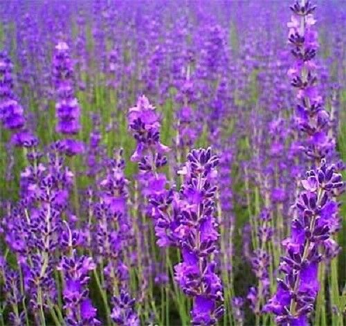 Jammas5 500 TRUE ENGLISH LAVENDER VERA Lavandula Angustifolia Herb Flower Seeds *Flat SH