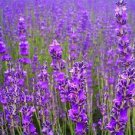 Jammas5 500 TRUE ENGLISH LAVENDER VERA Lavandula Angustifolia Herb Flower Seeds *Flat SH