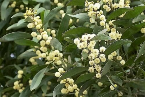 Jammas5 20 AUSTRALIAN BLACKWOOD TREE Black Acacia Melanoxylon Wattle Yellow Flower Seeds