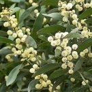 Jammas5 20 AUSTRALIAN BLACKWOOD TREE Black Acacia Melanoxylon Wattle Yellow Flower Seeds