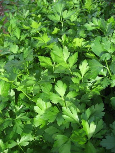 Jammas5 1000 GIANT ITALIAN FLAT LEAF PARSLEY Petroselinum Crispum Vegetable Herb Seeds