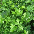 Jammas5 1000 GIANT ITALIAN FLAT LEAF PARSLEY Petroselinum Crispum Vegetable Herb Seeds