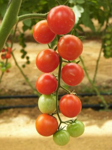 Jammas5 100 Red SWEETIE CHERRY TOMATO Super Sweet 1" Lycopersicon Fruit Vegetable Seeds