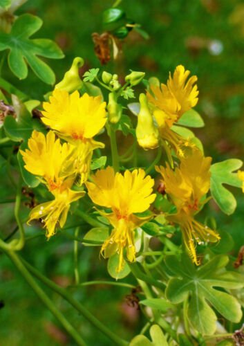 Jammas5 10 CANARY CREEPER NASTURTIUM Vine Tropaeolum Peregrinum Yellow Bird Flower Seeds