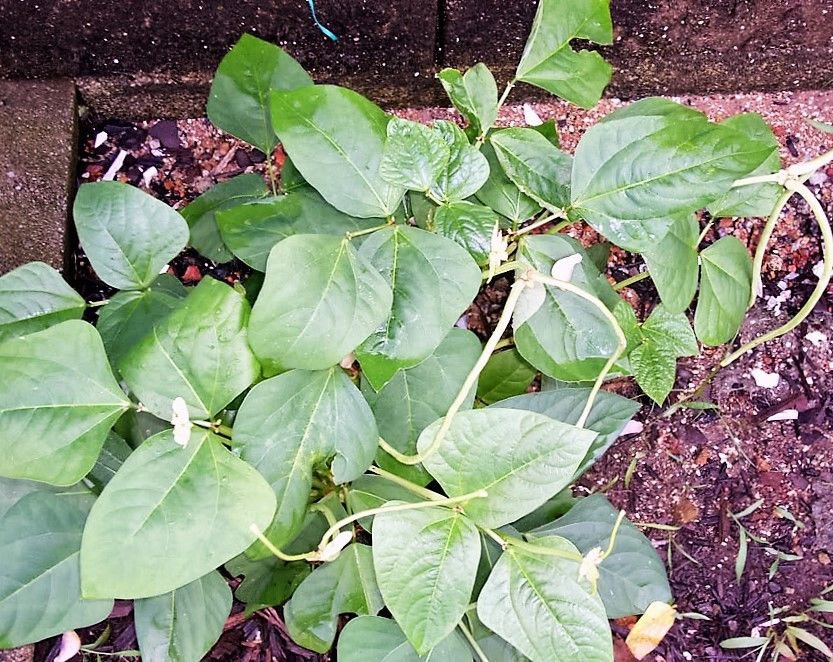 Jammas5 25 DWARF HORTICULTURE BEAN Taylor Long French Phaseolus Vulgaris Vegetable Seeds