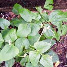 Jammas5 25 DWARF HORTICULTURE BEAN Taylor Long French Phaseolus Vulgaris Vegetable Seeds