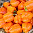Jammas5 100 ORANGE KING BELL PEPPER Sweet Capsicum Annuum Vegetable Seeds *Comb SH &Gift