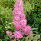 Jammas5 50 ROSE DOUGLAS SPIRAEA Pink Hardhack Steeple Bush Douglasii Flower Shrub Seeds