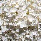 Jammas5 50 NATIVE HYDRANGEA Arboescens Smooth Wild Sevenbark Flower Bush Shrub Seeds