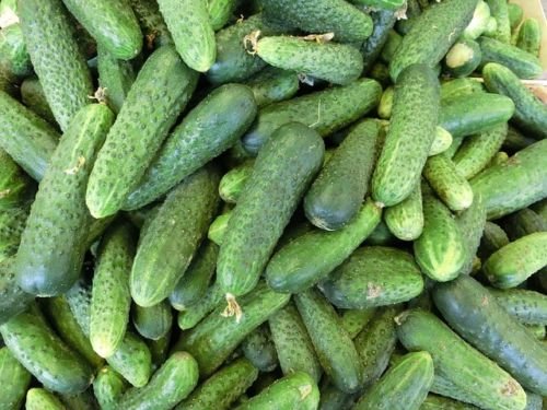 Jammas5 150 BOSTON PICKLING CUCUMBER Heirloom Cucumis Sativus Fruit Vegetable Seeds