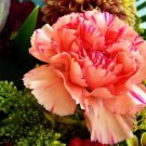 Jammas5 50 PINK ROSE CARNATION Dianthus Caryophyllus Flower Seeds + Gift & Flat Shipping