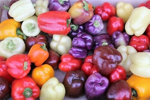 Jammas5 25 ROUMANIAN RAINBOW Bell PEPPER Heirloom White Orange Red Capsicum Annuum Seeds
