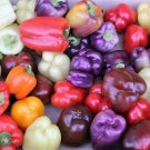 Jammas5 25 ROUMANIAN RAINBOW Bell PEPPER Heirloom White Orange Red Capsicum Annuum Seeds