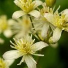 Jammas5 20 WHITE CLEMATIS Virginiana / Virgins Bower Flower Vine Seeds + Gift & Comb S/H