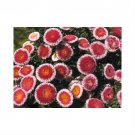 Jammas5 50 HI NO MARU ASTER Red & White Callistephus Flower Seeds *Comb S/H & Free Gift